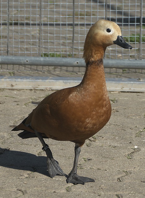 部之间